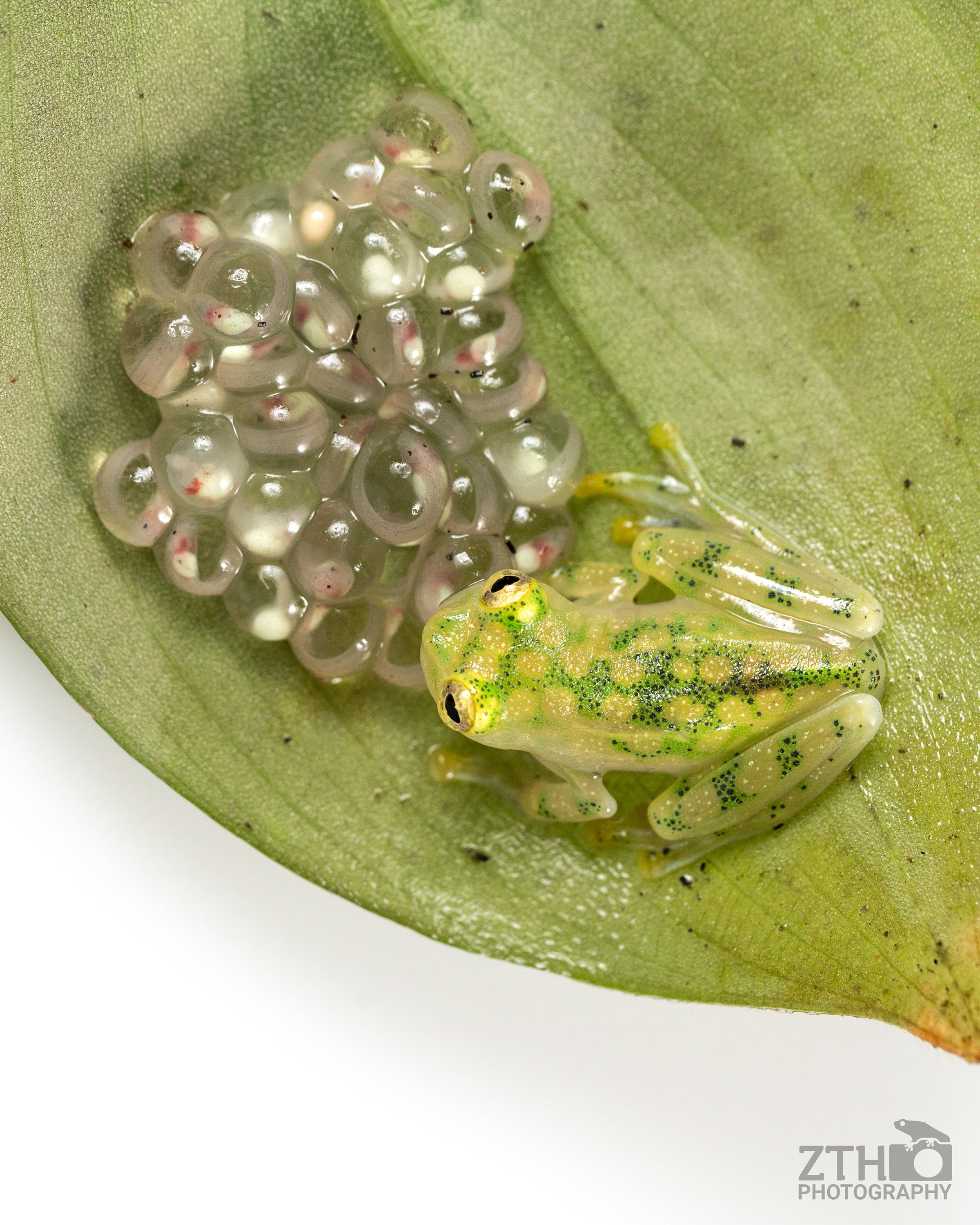 Glass Frog With Eggs - Etsy