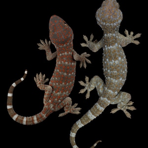 Tokay Geckos