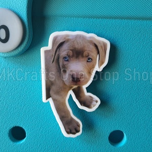 May include: A close-up of a gray and white puppy charm with blue eyes. The charm is on a turquoise background.