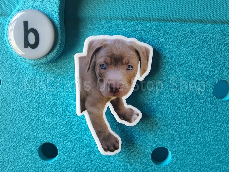 May include: A close-up of a gray and white puppy charm with blue eyes. The charm is on a turquoise background.