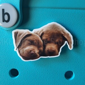 May include: Close-up of a sticker featuring two brown puppies sleeping on a blue background.