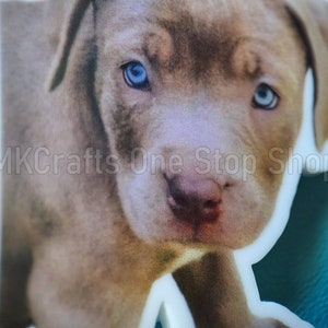 May include: Close-up of a light brown puppy with blue eyes. The puppy's nose and mouth are visible. The puppy is looking directly at the camera.