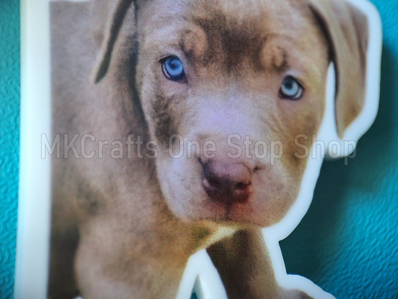 May include: Close-up of a light brown puppy with blue eyes. The puppy's nose and mouth are visible. The puppy is looking directly at the camera.