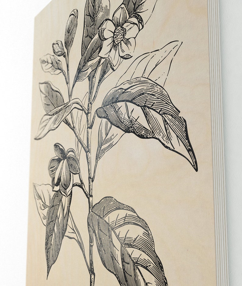 Vintage botanical illustration poster printed on wood Table Deco Size A3 A4 Magnolia Plant