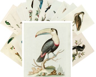 Postcards Set 24pcs * Fantastic Birds by George Edwards Vintage Zoo Poster Art Deco CC1032