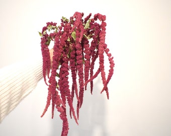 Love Lies Bleeding Amaranthus/Hanging Amaranth/Dried Flowers/ Burgundy Flowers.