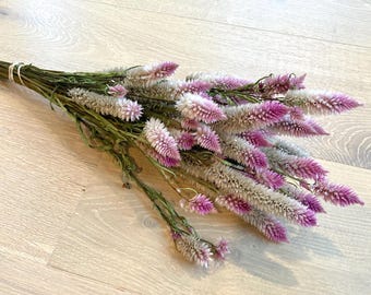 Celosia de plumas de flamenco secas, celosia rosa, celosia de penacho