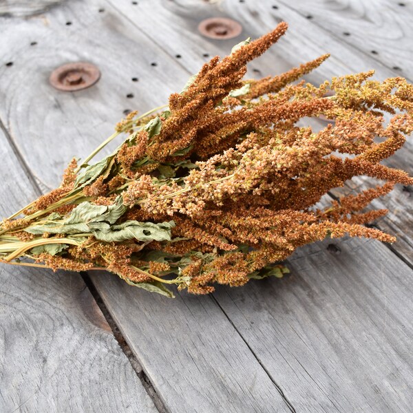 Dried Amaranthus Rust Etsy