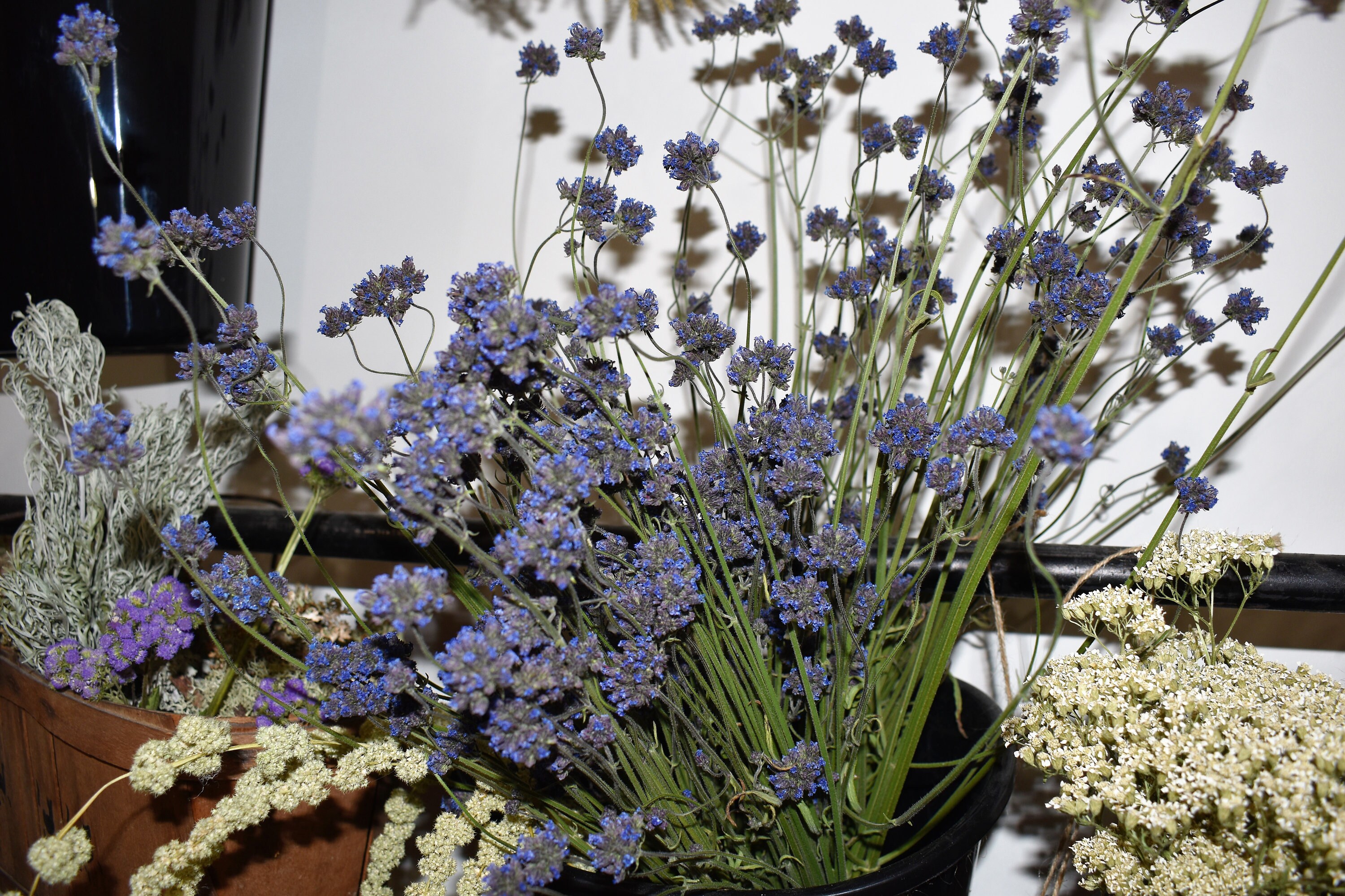 Dried Verbena Bonariensis 5055 Stem Bunch. Dried Flowers Etsy