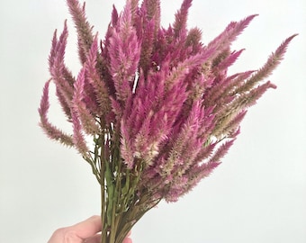 Celosia seca, celosia con sorbete arcoíris, flores secas rosas para bodas y eventos, decoración del hogar y manualidades.