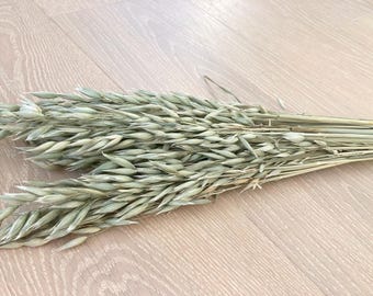 Avena seca/ Avena sativa/ Flores secas/ Hierba de avena