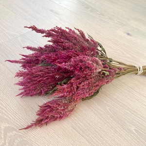 May include: A bundle of dried, magenta-colored celosia flowers. The feathery blooms are tied together with a natural twine, showcasing their vibrant color and texture. The flowers are arranged on a light-colored wooden surface.