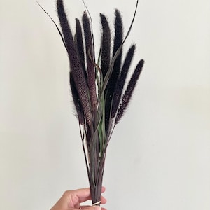 Dried Millet, Purple Majesty Millet, Ornamental Grass, Ornamental Millet, Black Dried Flowers.