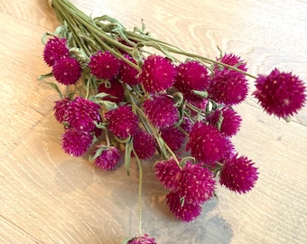 Flores secas de amaranto globo fucsia. Flores de gomphrena fucsia. Flores secas de color rosa oscuro. Flores para bodas, arreglos florales y decoración del hogar.