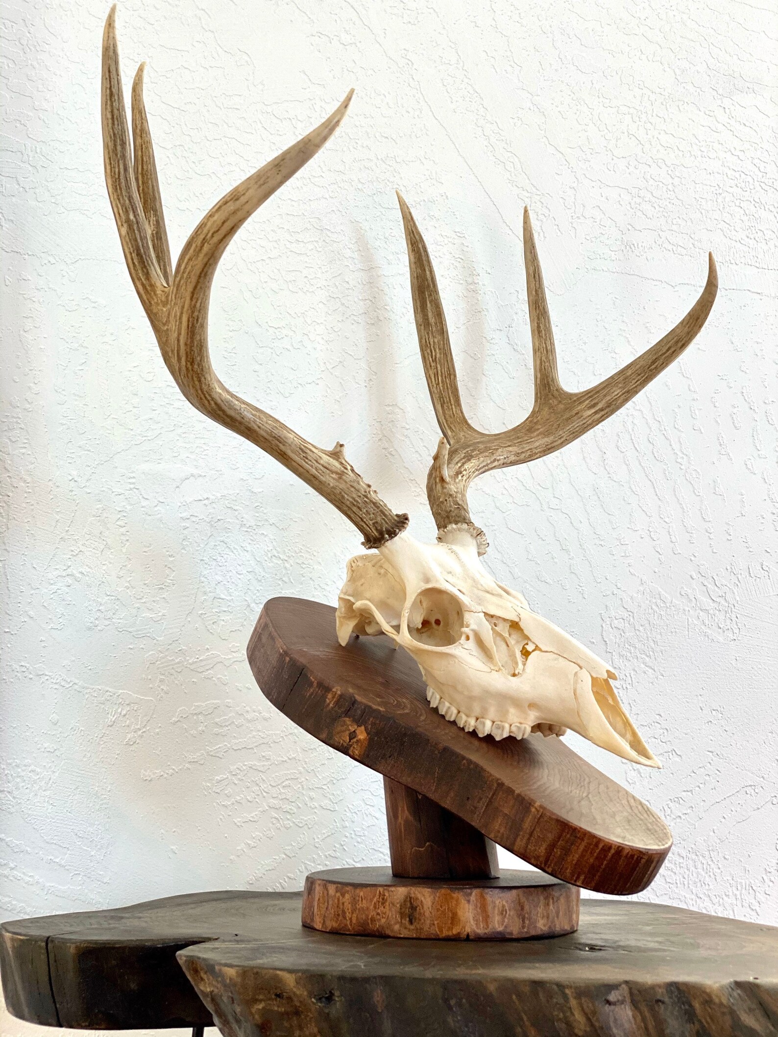 European Skull Mount Pedestal made from our Fallen Trees Etsy