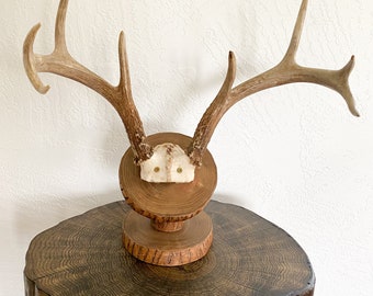 Deer Antler Mount Pedestal made from our Fallen Trees