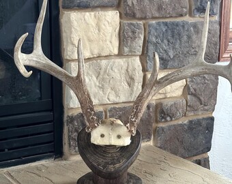 Deer Antler Mount Pedestal made from our Fallen Trees
