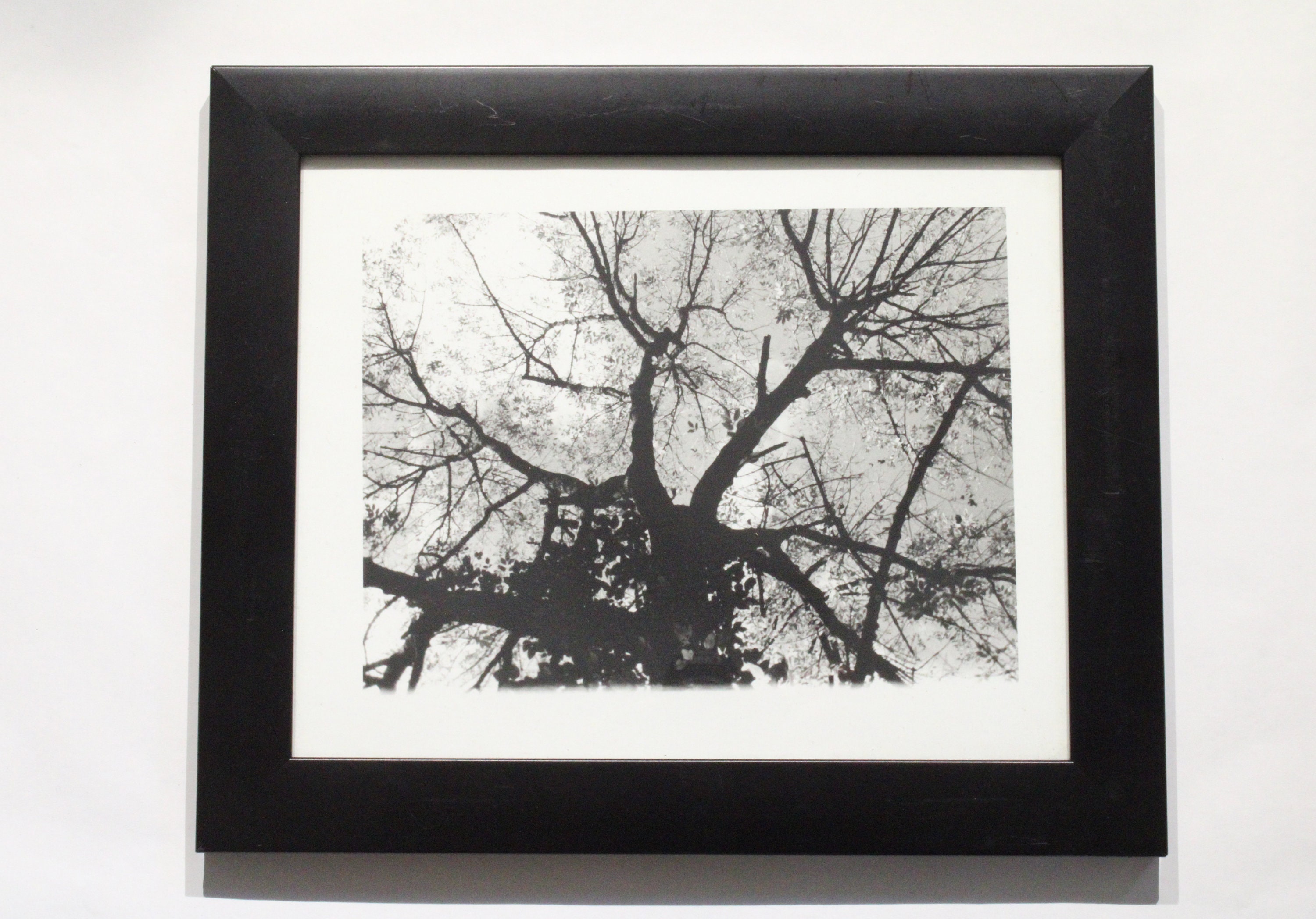 Untitled Photo of a Tree With Frame Black and White Photo Etsy