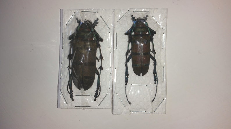 PAIR Diastocera wallichi tonkinensis beetle Perfect for Artwork framing taxidermy real Insect Thailand