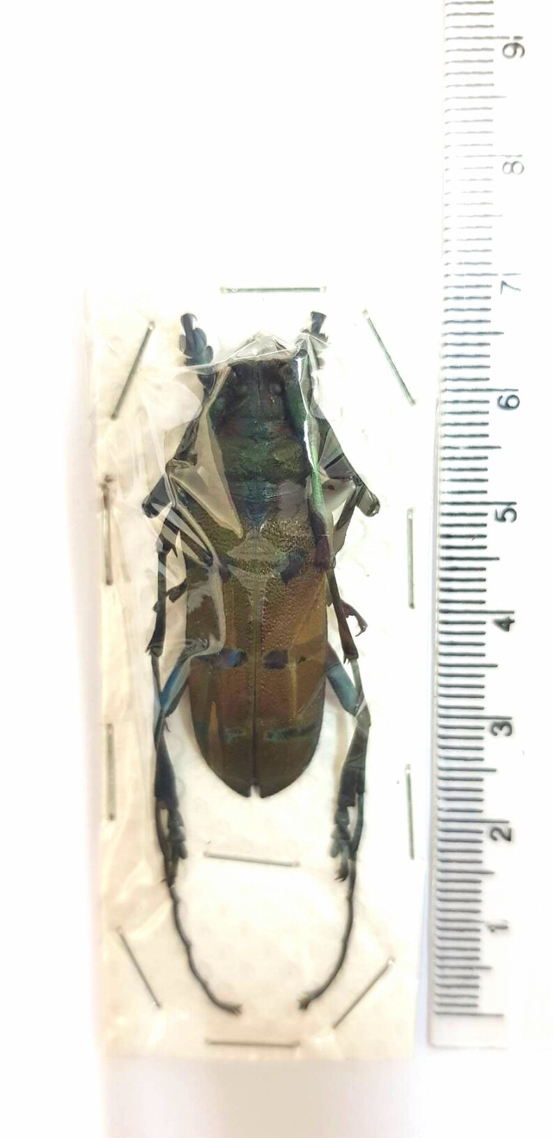 PAIR Diastocera wallichi tonkinensis beetle Perfect for Artwork framing taxidermy real Insect Thailand