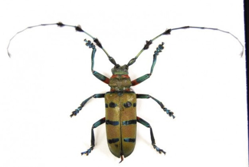 PAIR Diastocera wallichi tonkinensis beetle Perfect for Artwork framing taxidermy real Insect Thailand