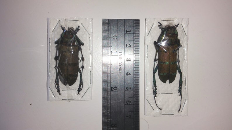 PAIR Diastocera wallichi tonkinensis beetle Perfect for Artwork framing taxidermy real Insect Thailand