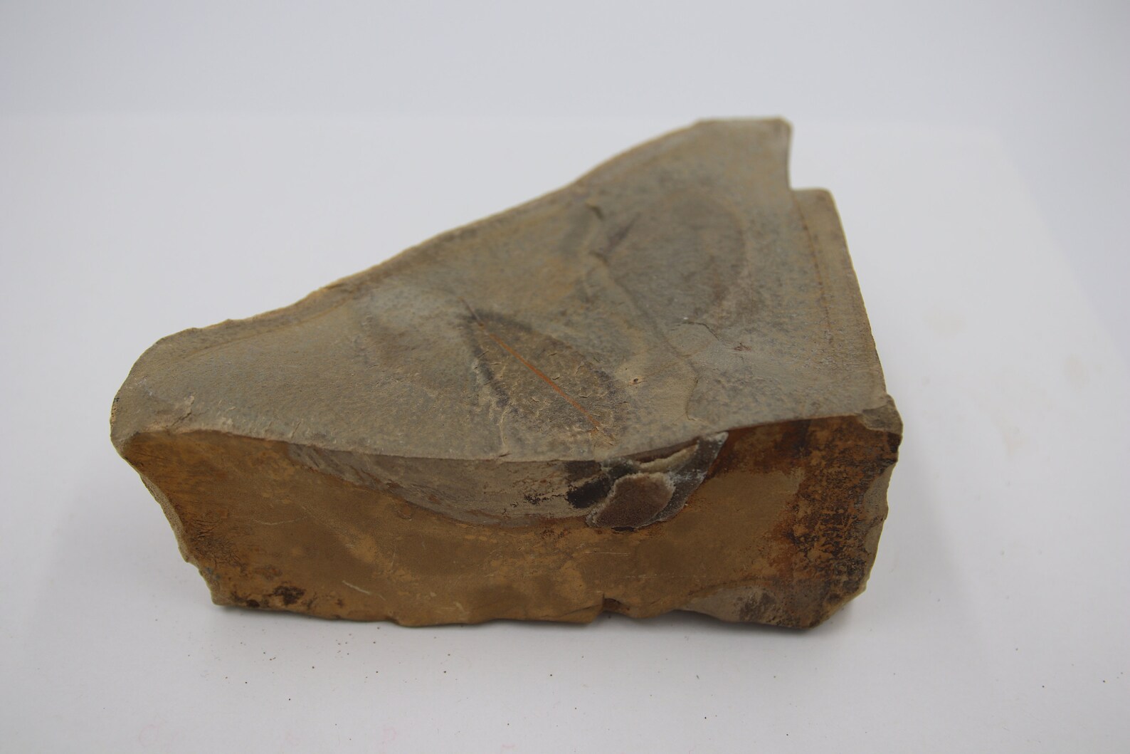 Detailed Leaf Compression Fossil Etsy Sweden