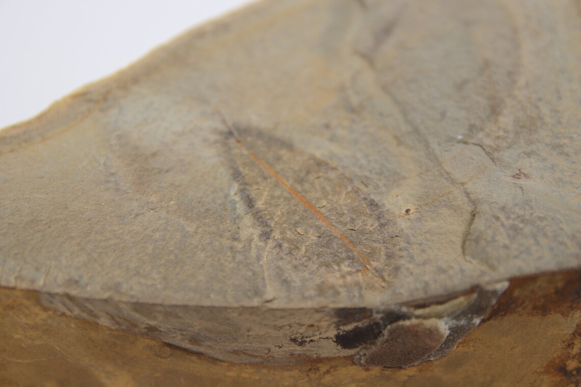 Detailed Leaf Compression Fossil Etsy Sweden