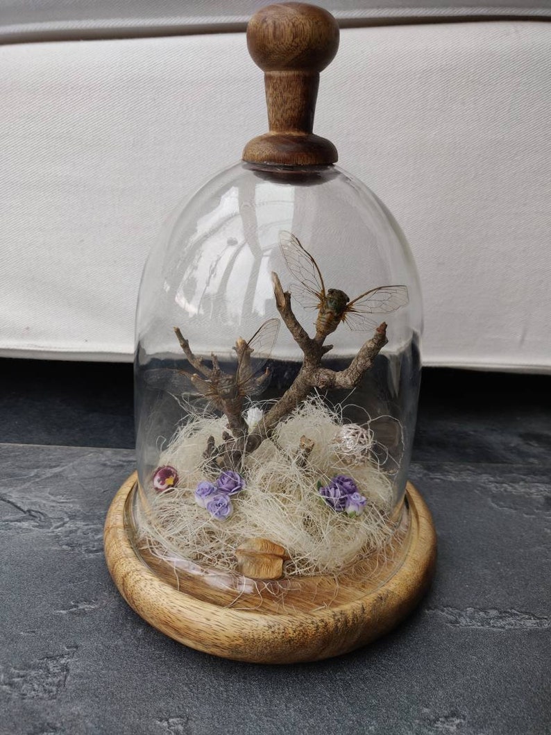 Two cute cicades in a medium sized glass dome