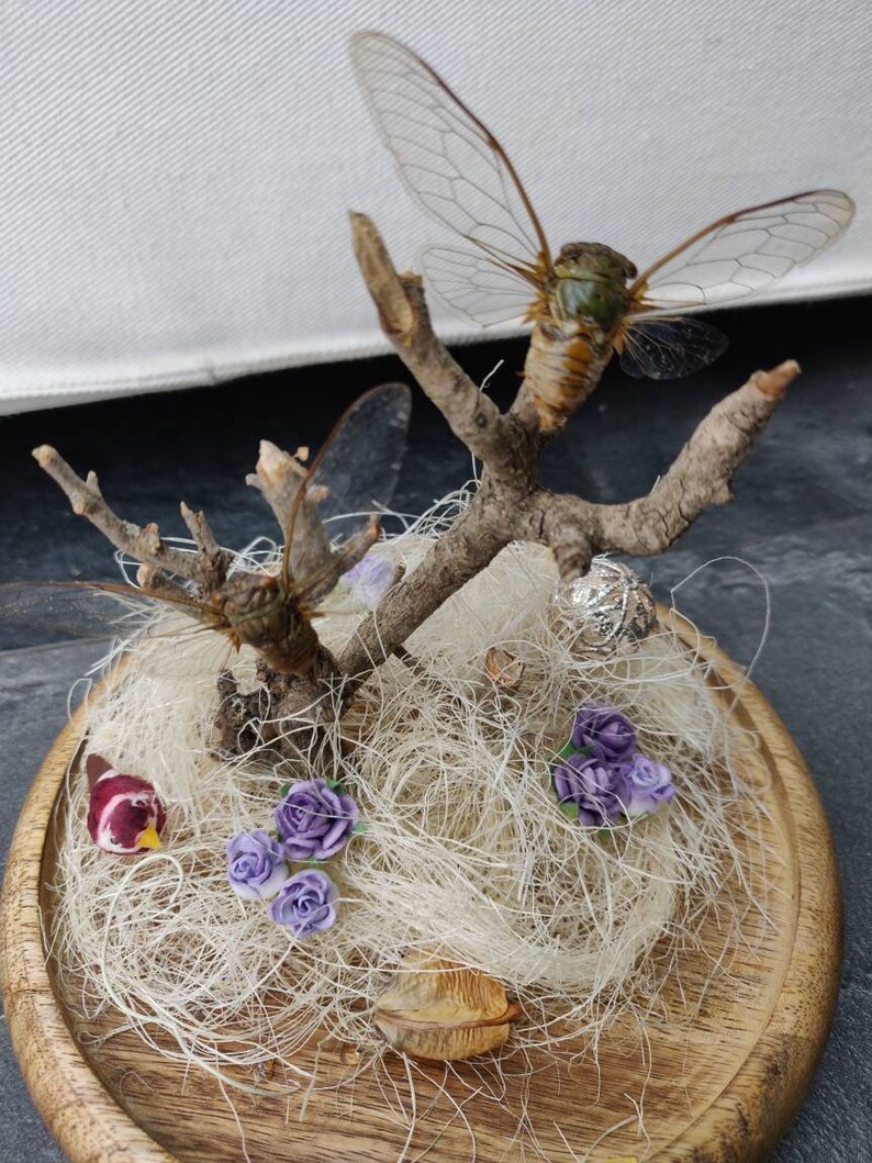 Two cute cicades in a medium sized glass dome