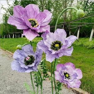 Free-Standing Purple Poppy Paper Flower Set -Event/Party/Wedding Floral Decor-Hand Crafted Spring/Summer Flowers-Retail Front Window Display