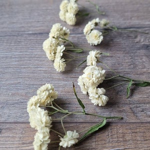 10pc baby breath dried flower, gipsophila dried flowers