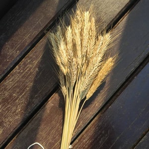 Dried rye bundle