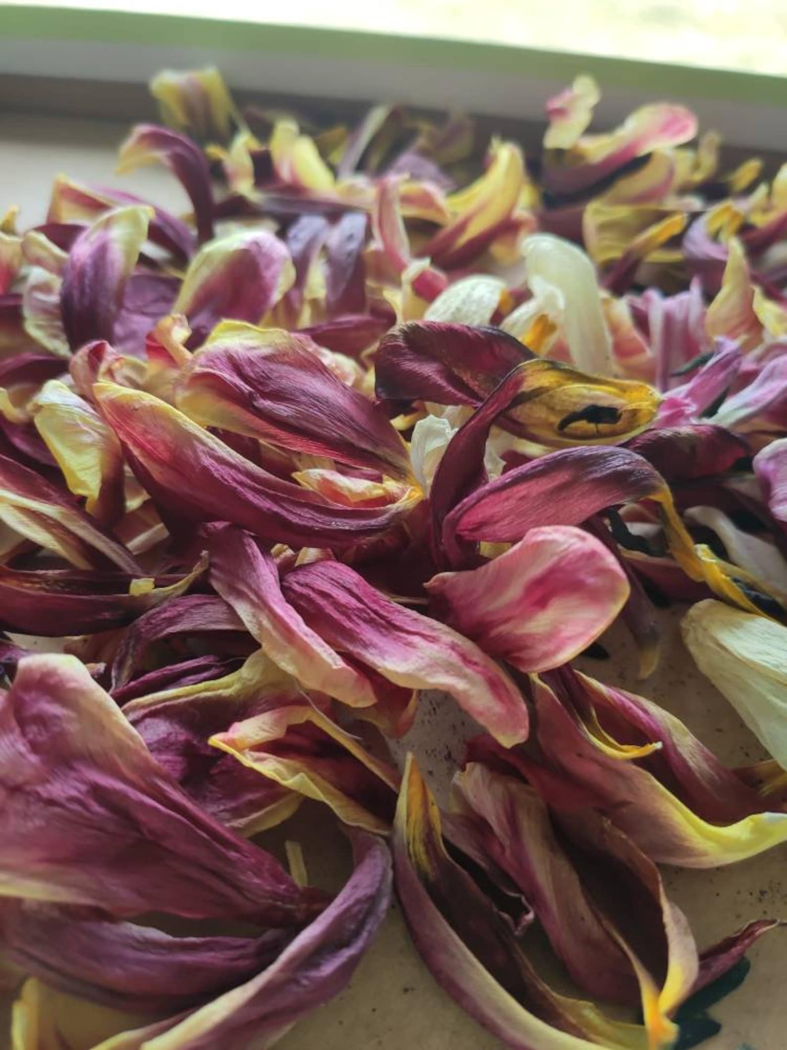 Dried tulip petals 50 petals Etsy