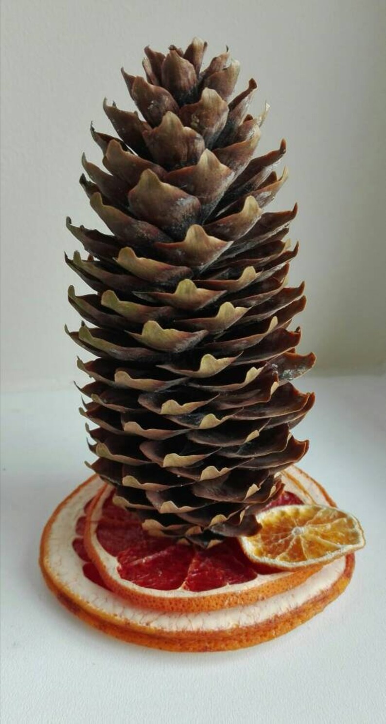 table card holder for weddings Big pine cone decoration citrus card holder table number holder