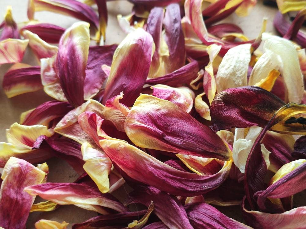 Dried tulip petals 50 petals Etsy