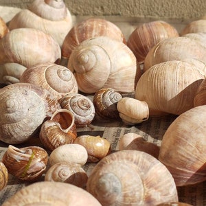 Snail shells, decoration, natural