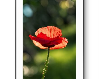 Roter Mohn - Botanische Blumen Fotografie Druck, Natur Fine Art Dekor, Wildblumen Haus Wand Druck