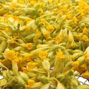 Dried cowslip primrose, 10-100g, primula veris, dried herbs, tea supply