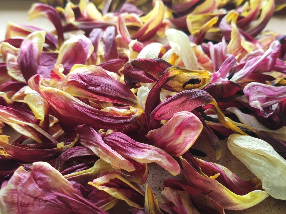 Dried tulip petals 50 petals Etsy