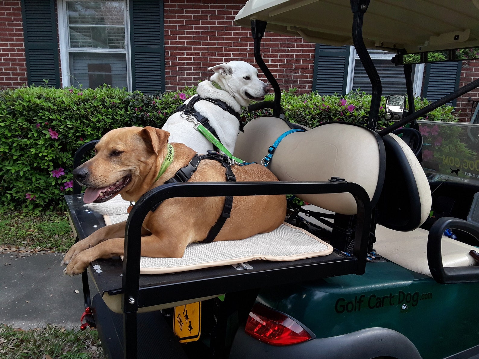 K9 Copilot® Golf Cart Tether Etsy