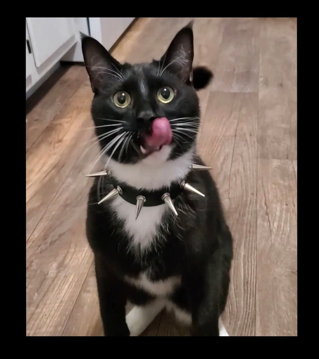 Cat with spiked clearance collar