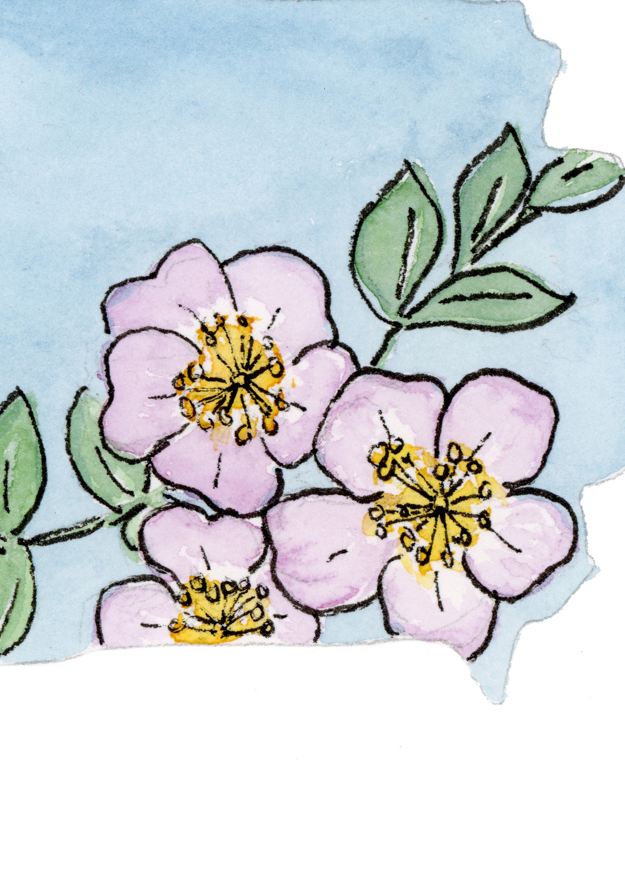Iowa Wild Rose State Flower Silhouette Watercolor Print - Etsy