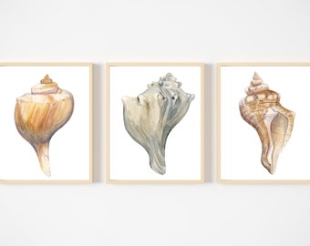 Set of Three Watercolor Seashell Prints