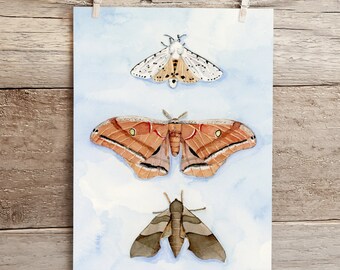 Moth Trio Watercolor print; Moth nature study watercolor; Polyphemus Moth Watercolor
