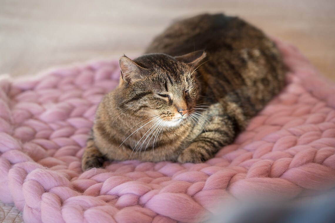 Chunky Cat Mat Pink Rose Cat Bed Knitted Cat Bed Cute Ped Etsy