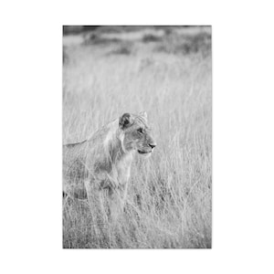 The Stalking Lion of the Mara Triangle, Kenya - (printed photo poster, safari photography, wildlife)