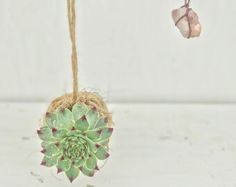 Good Vibes Only Succulent + Earth + Moss Pod | Hanging