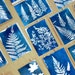 Sun printing  kit, eco friendly , plastic free , handmade craft kit , modern country , diy art prints, pressed flowers 
