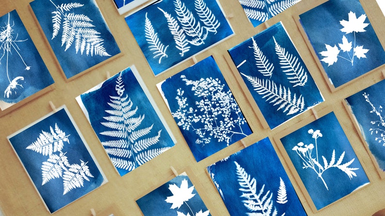 May include: A collection of cyanotype prints featuring various botanicals, including ferns, leaves, and flowers. The prints are displayed on a brown surface.